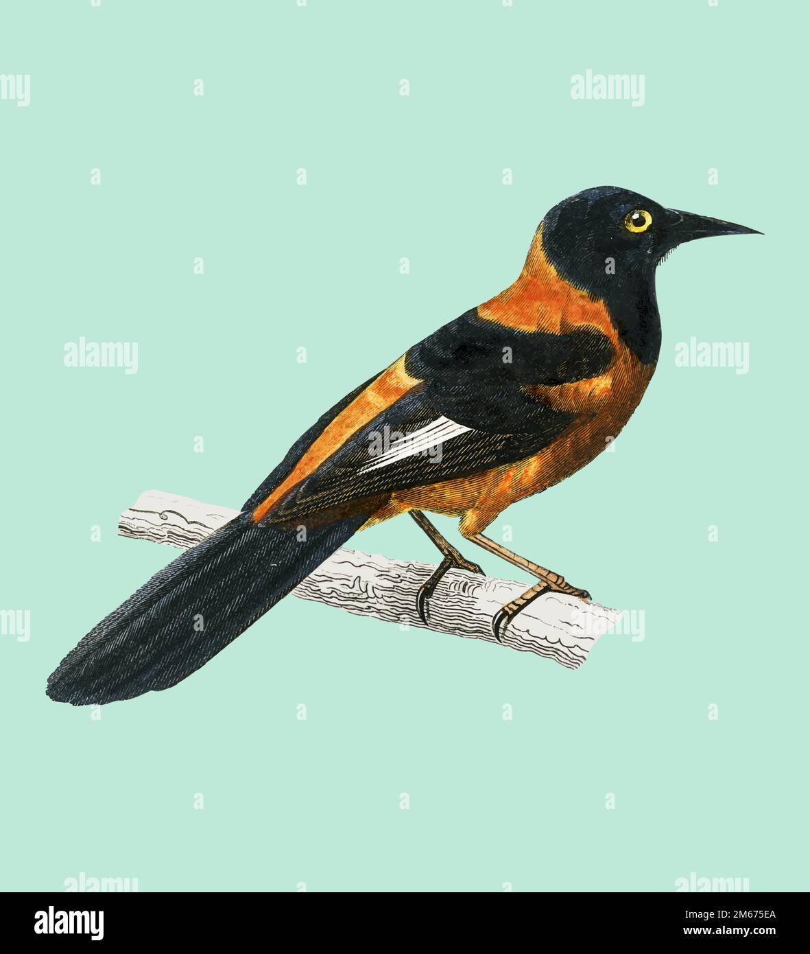 Schwarz-Kapuzen-Oriole (Xanthornus aurantius), illustriert von Charles Dessalines D'Orbigny (1806-1876). Digital verbessert aus unserer eigenen Ausgabe von Di 1892 Stock Vektor