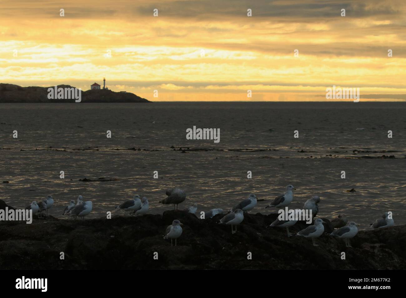 Eine Schar Möwen oder Möwen, die am felsigen Ufer am Meer stehen, mit dem Trial Islands Lighthouse in der Ferne bei Sonnenaufgang. Aufgenommen in Victoria, Stockfoto