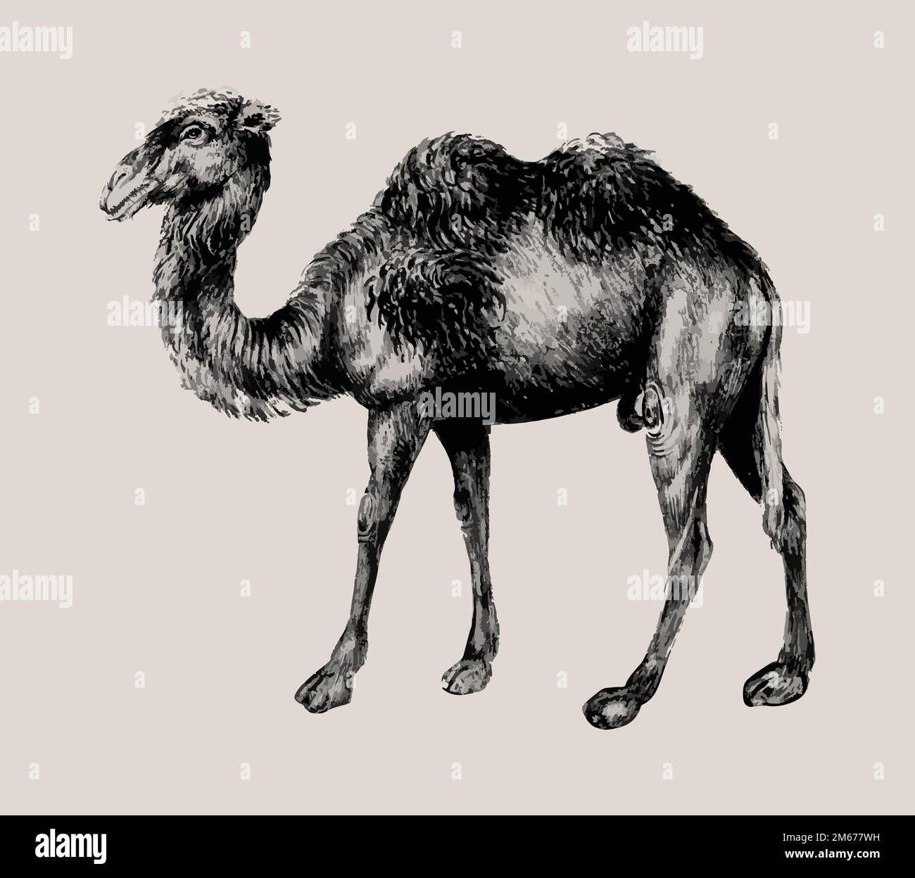 Vintage Kamel Illustration in Vektor Stock Vektor