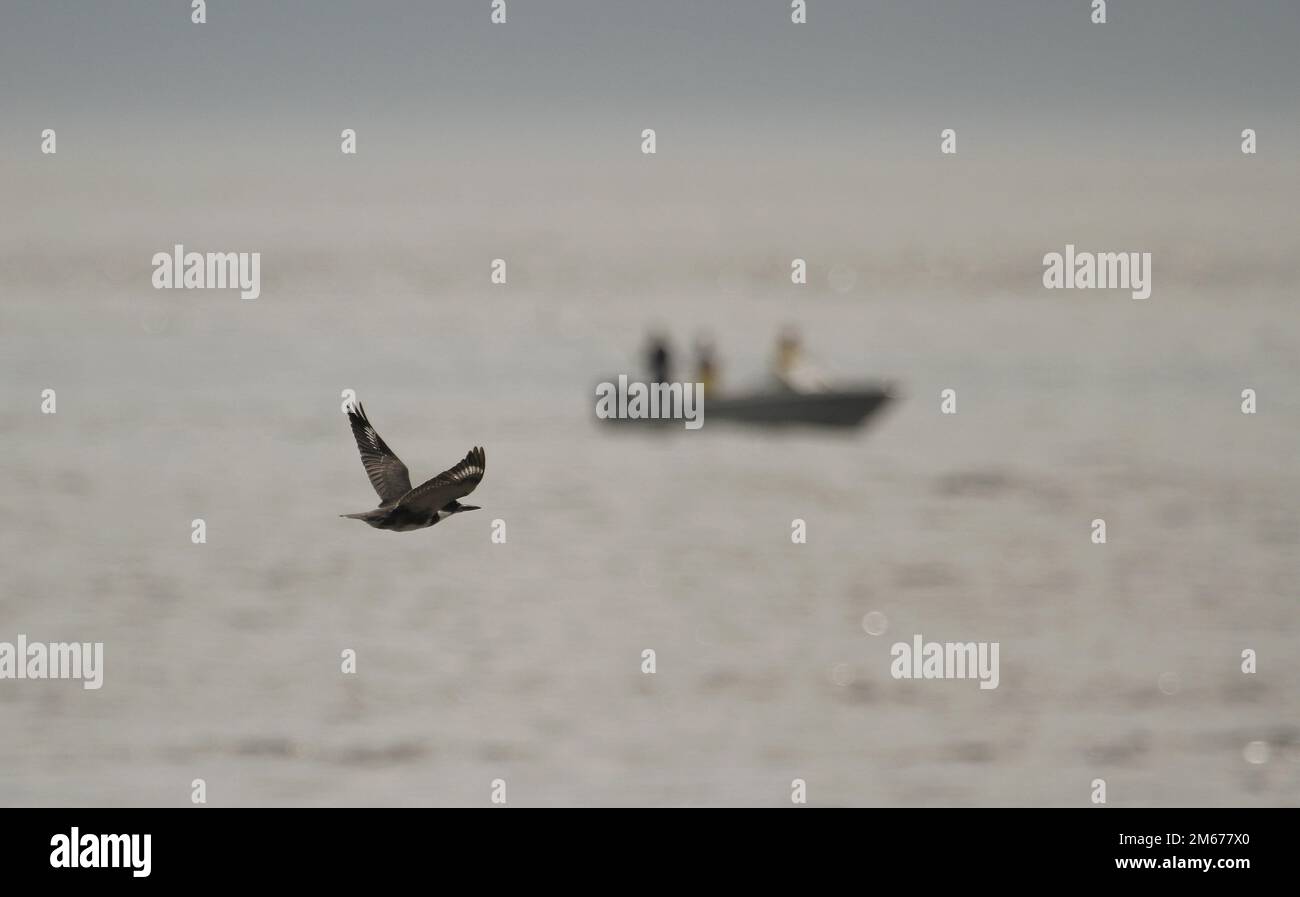 Ein einzelner Gurted Kingfisher (Megaceryle alcyon) im Flug mit einem unscharfen Fischerboot und drei Personen, die auf dem Meer fischen. Aufgenommen in Sooke, BC, Stockfoto