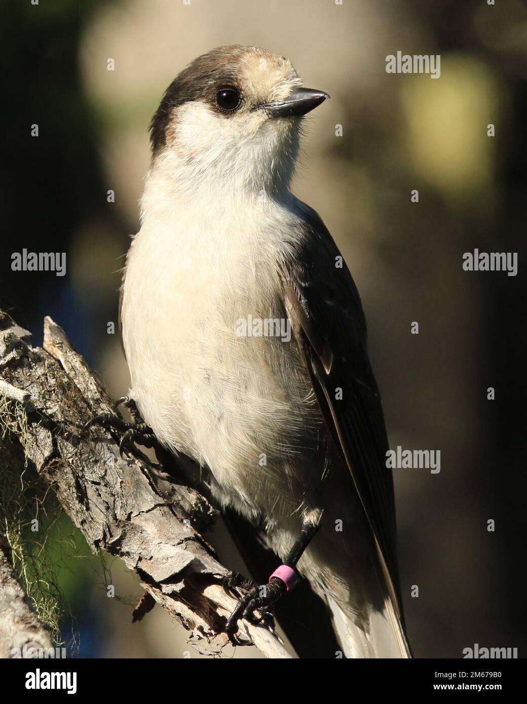 Aufgenommen in Strathcona Park, BC, Kanada. Stockfoto