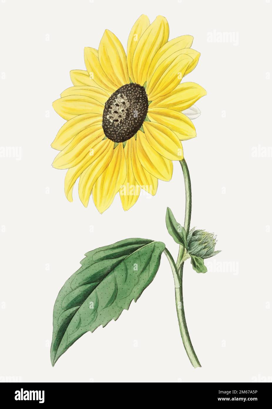 Vintage kalifornische Sonnenblume zur Dekoration Stock Vektor
