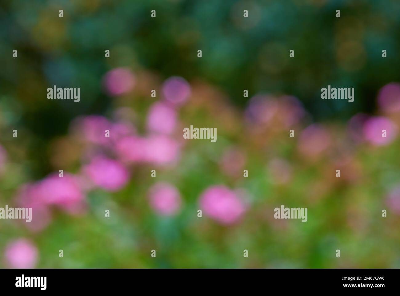 Die Farben des Frühlings in der Ferne. Natürlicher Gartenhintergrund – verschwommen und bereit für Text. Stockfoto