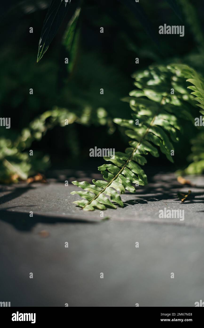 Grüne Farne mit Sonnenlicht auf grauem Gehweg Stockfoto