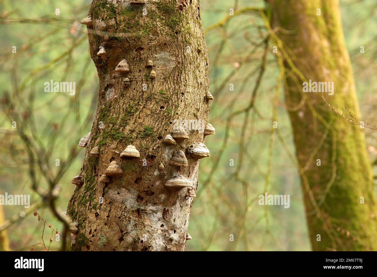 Der Wald der Trolle - Rebild, Dänemark. Der verzauberte Wald im Rebild Nationalpark, Jütland, Dänemark. Stockfoto