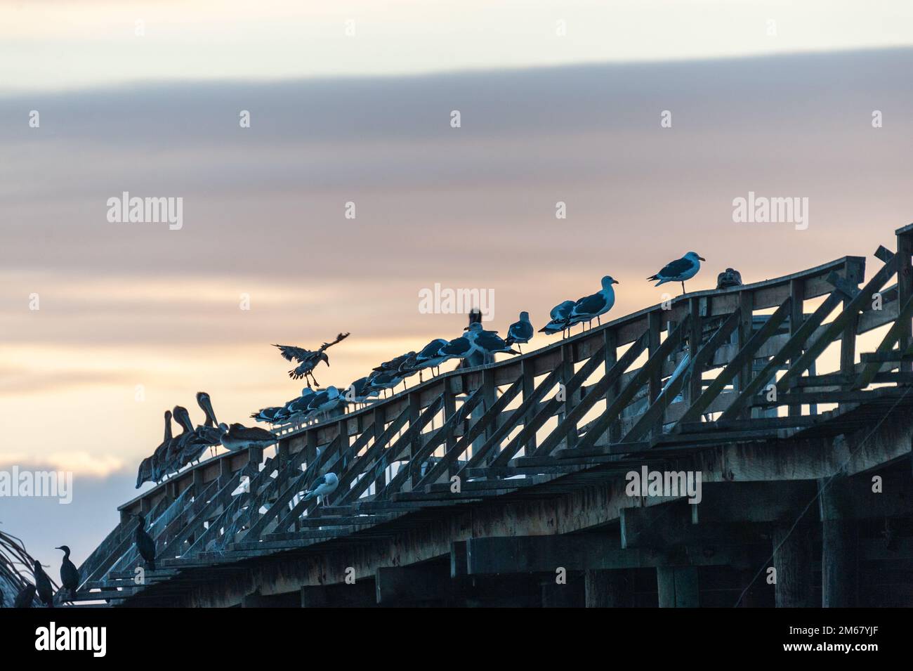 Nahaufnahme der SS Palo Alto, ein altes Schiffswrack aus dem Zweiten Weltkrieg bei Sonnenuntergang, vor der Küste von Aptos, in der Nähe von seacliff Beach, Californa Stockfoto