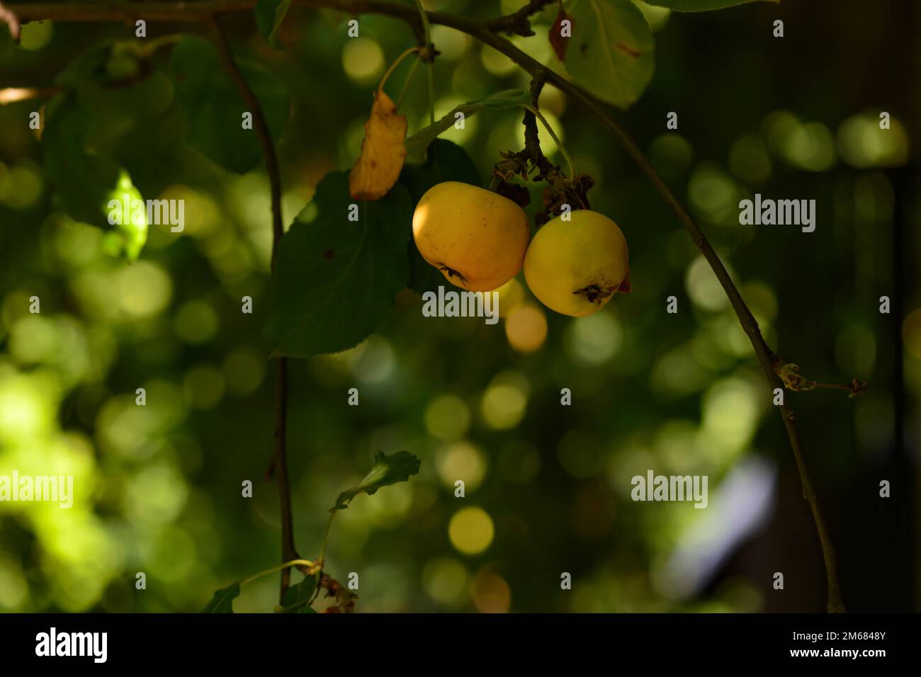 Äpfel wachsen auf einem Baum im Garten. Reifende Früchte, die an einem Ast hängen, mit Blättern im Sonnenlicht Stockfoto