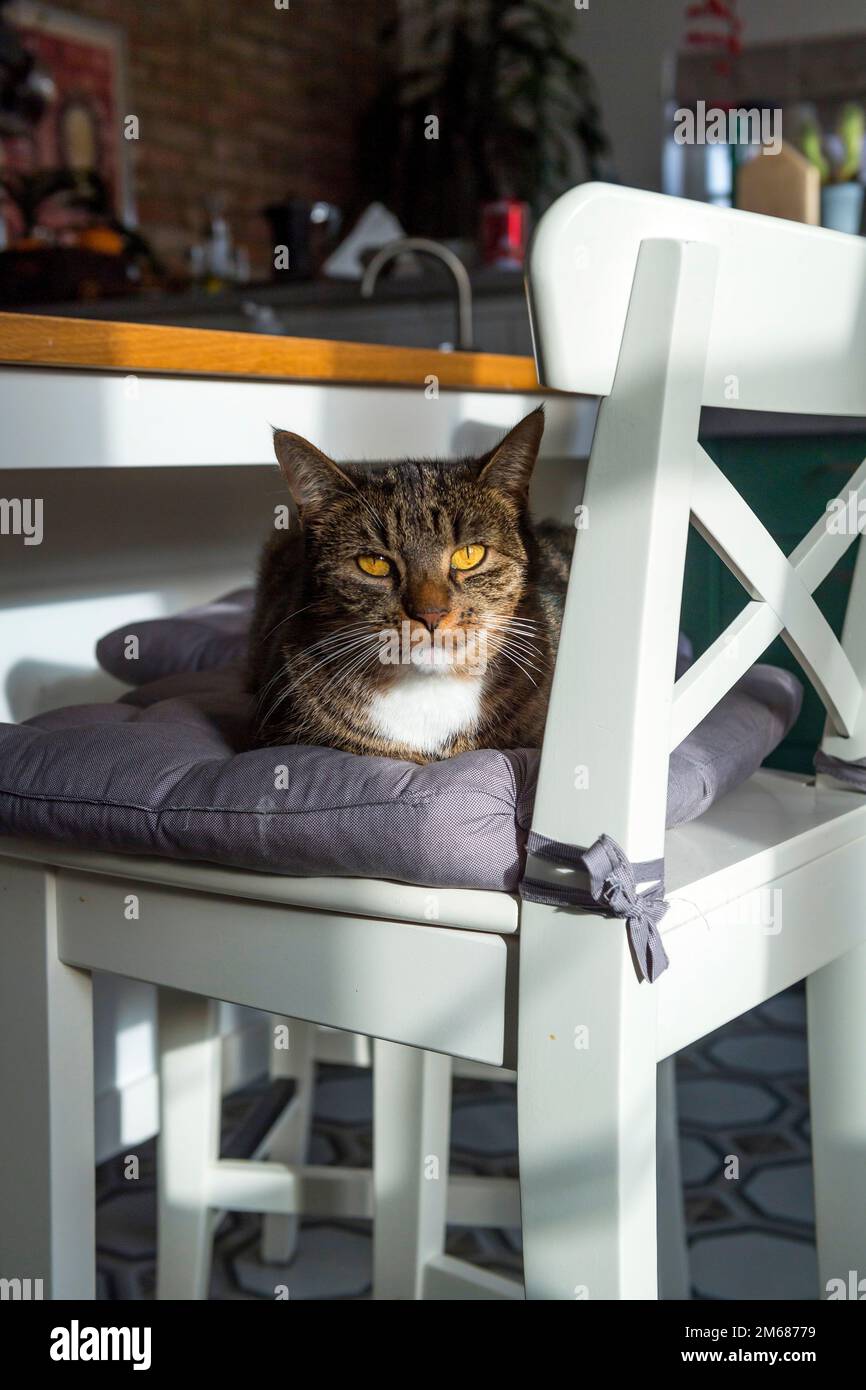 Tabby-Katze, die auf dem Barhocker in der Küche sitzt Stockfoto