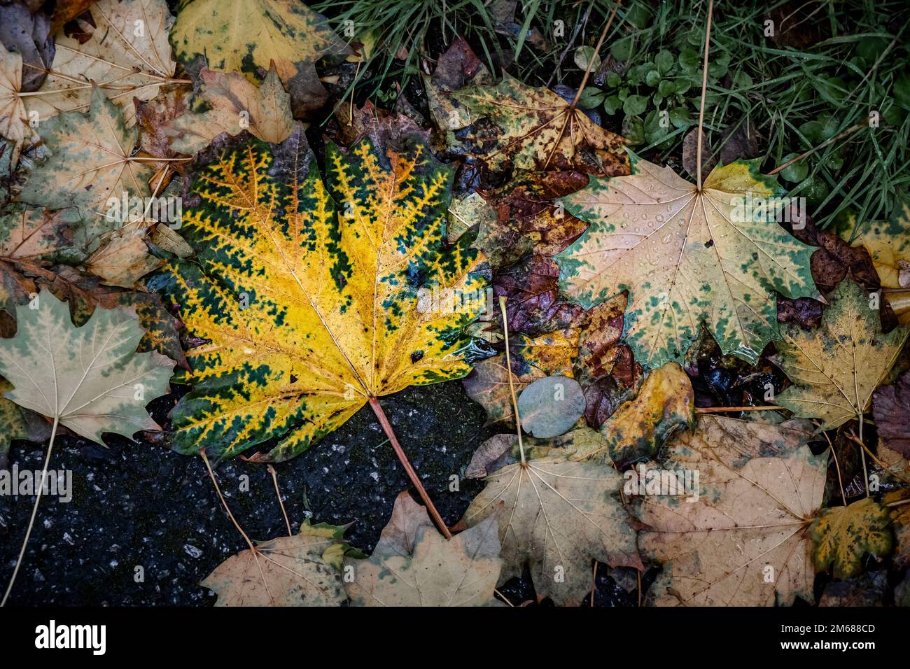 Lebendige Farben verschiedener toter Herbstblätter liegen in England im Vereinigten Königreich auf dem Boden. Stockfoto