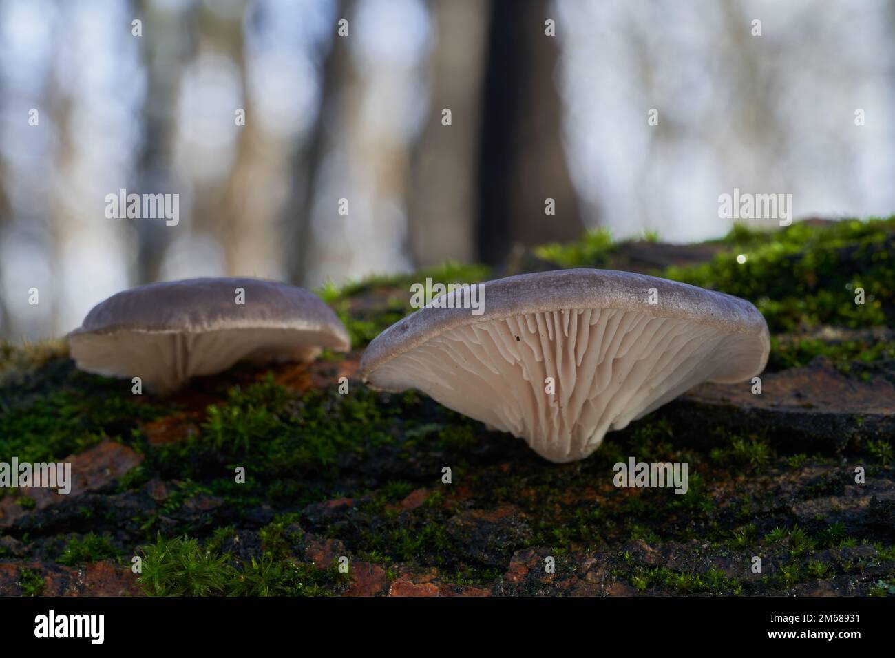 Essbarer Pilz Pleurotus ostreatus auf dem Holz. Auch bekannt als Austernpilz, Austernpilz oder Seehecht. Wilde graue Pilze im Wald. Stockfoto