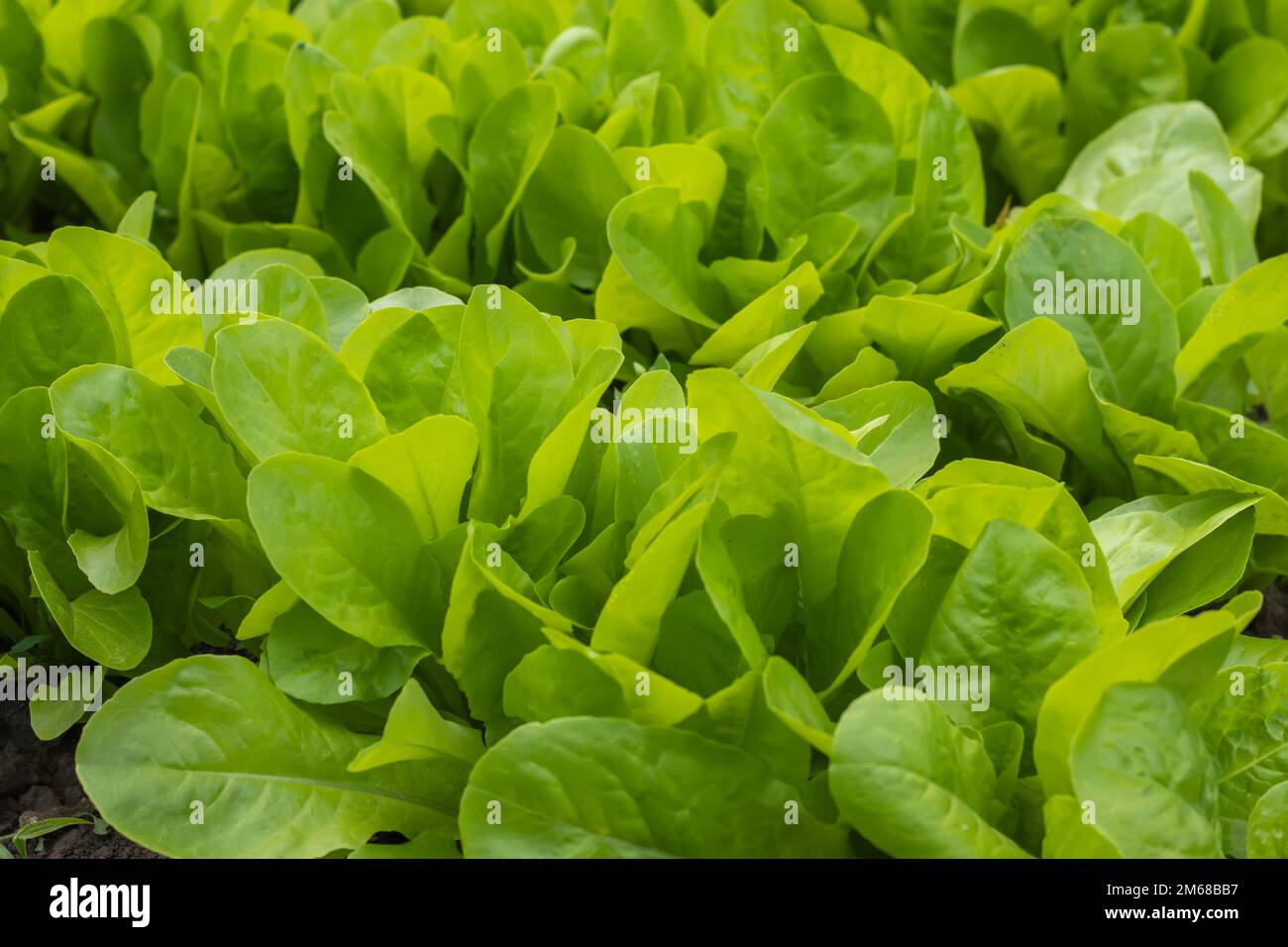 Holländischer Bio-Garten voller Salat, beliebte und gesunde grüne Pflanze. Stockfoto