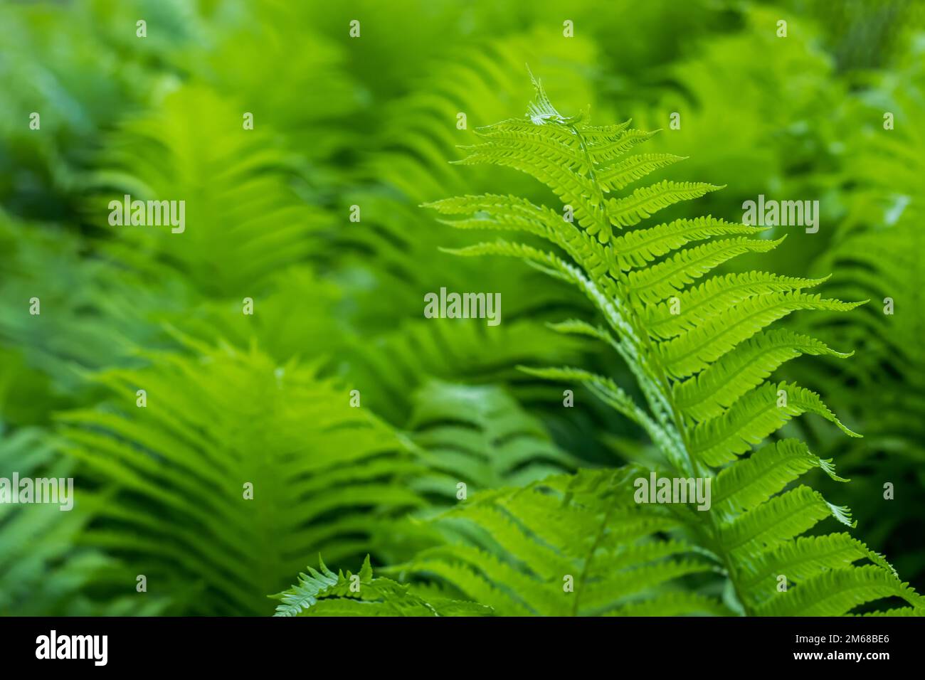 Schöne Farne Blätter grün Laub natürlichen Blumen farn Hintergrund im Sonnenlicht Stockfoto