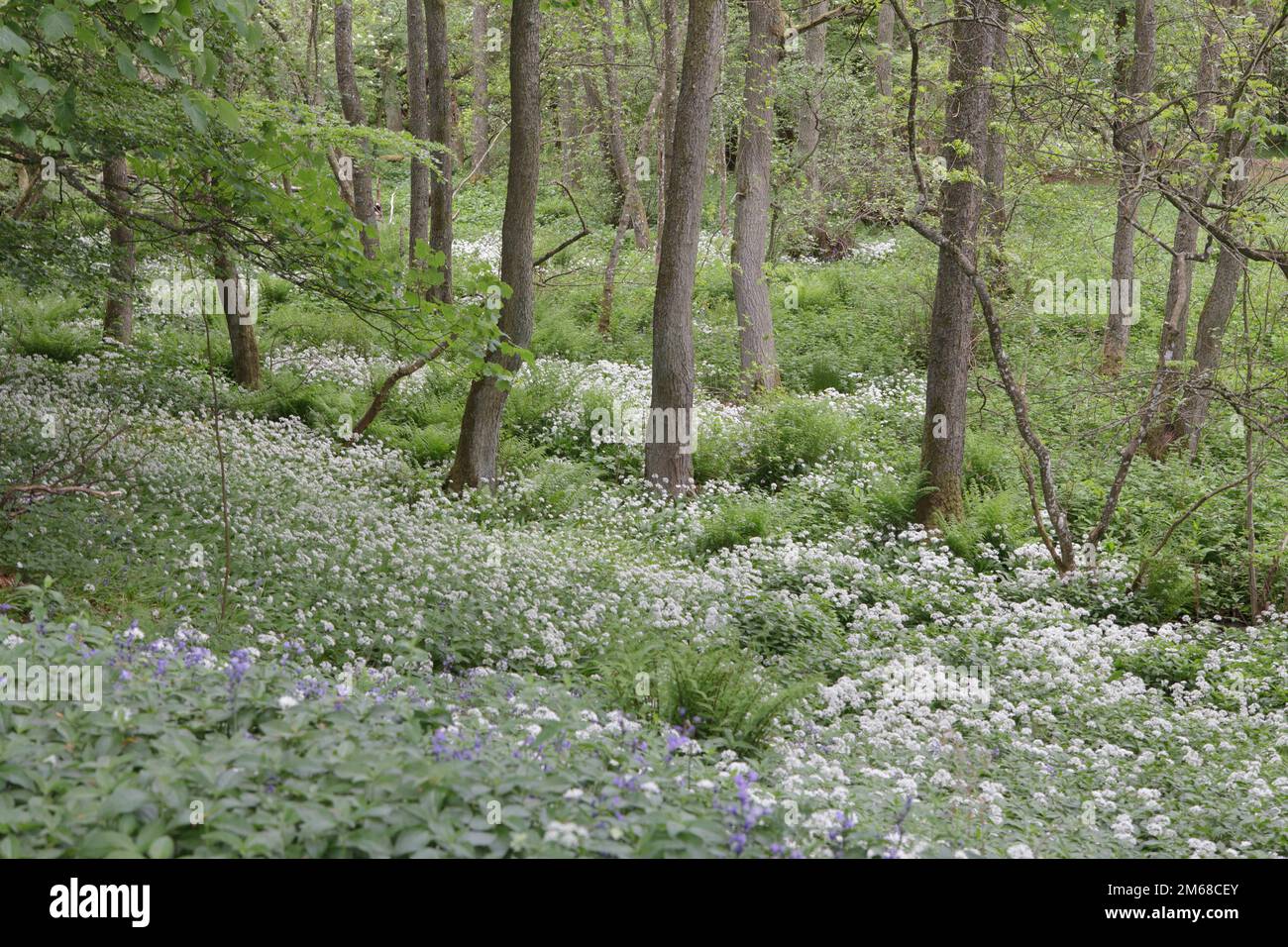 Wilder Knoblauch (Allium ursinum) wächst auf dem Waldboden in Teesdale, County Durham Stockfoto