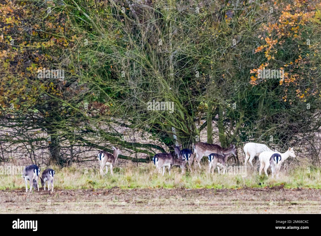 Eine kleine Herde wilder Damhirsche in der Landschaft von Norfolk, einschließlich zwei leuzistischer weißer Damhirsche. Stockfoto