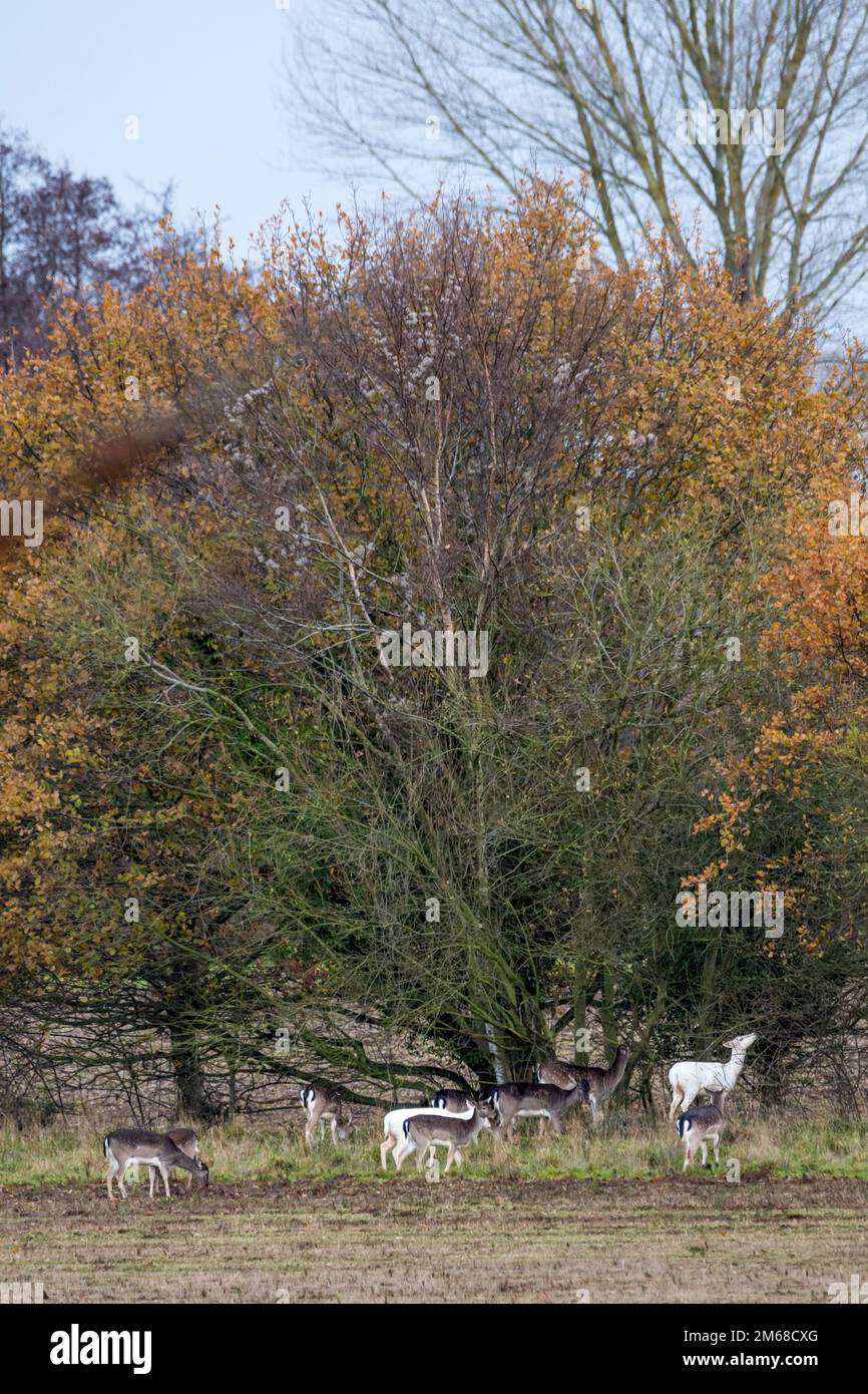 Eine kleine Herde wilder Damhirsche in der Landschaft von Norfolk, einschließlich zwei leuzistischer weißer Damhirsche. Stockfoto