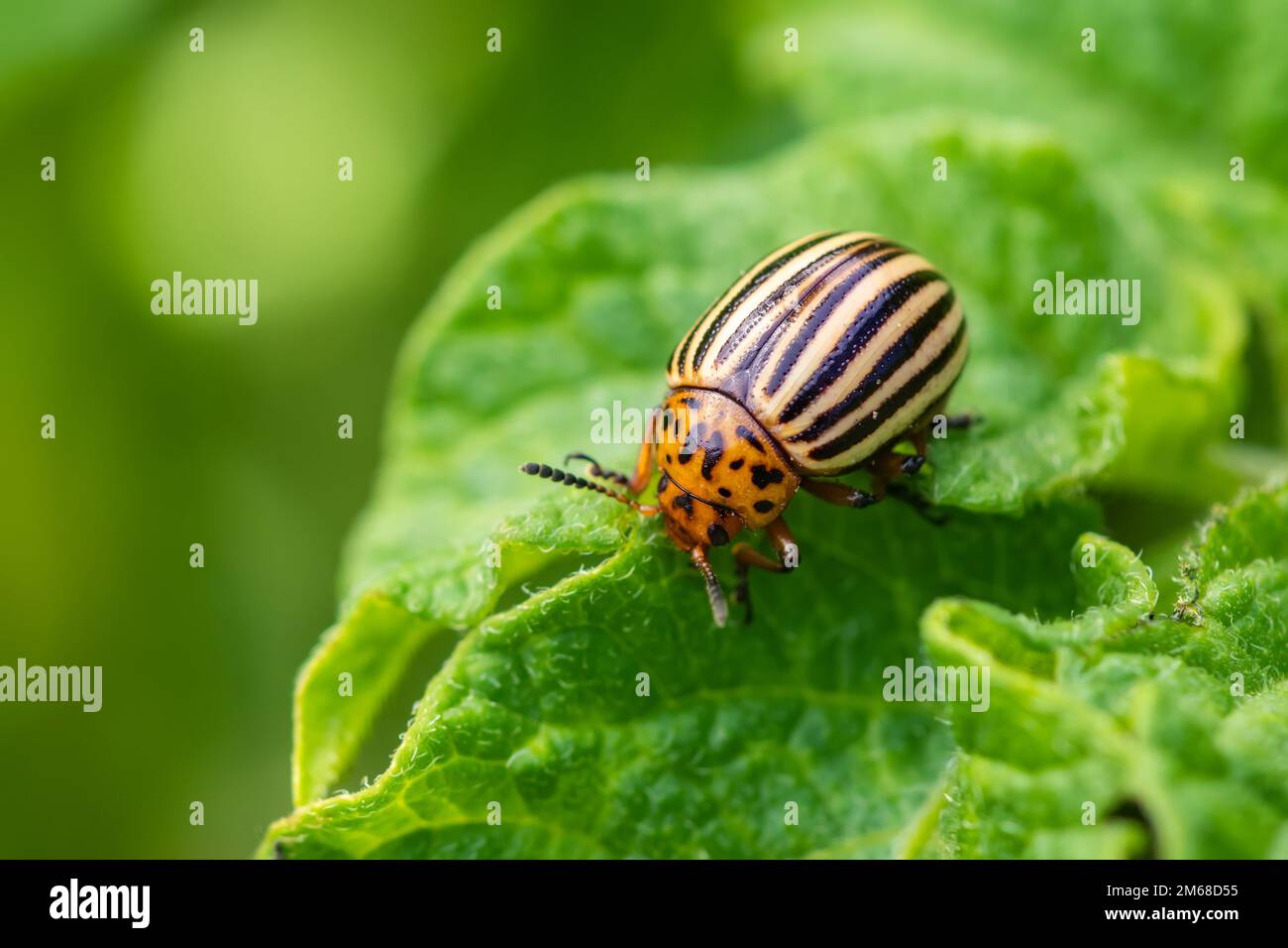 Kartoffelkäfer auf grünem Laken im Garten. Stockfoto