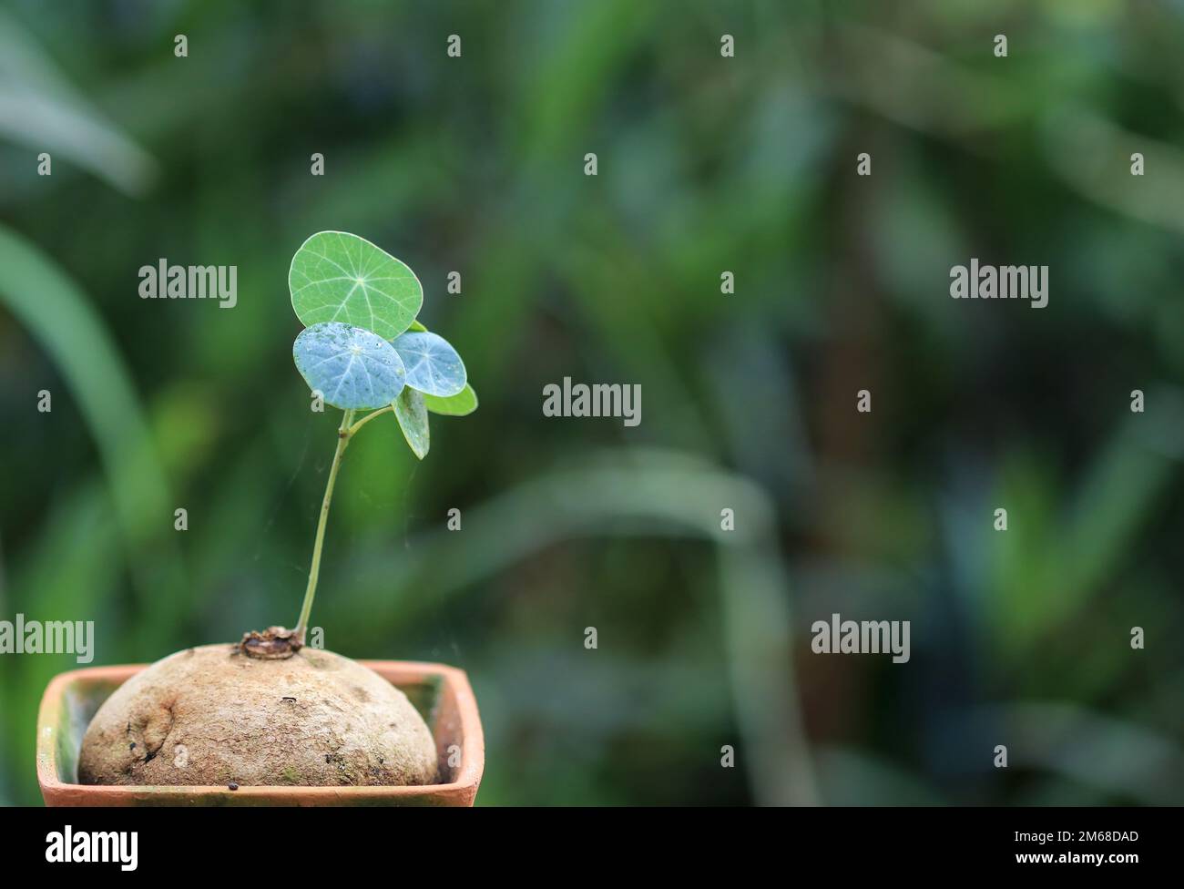 Stefania Erecta, was sehr selten ist. Es hat helle bis mittelgrüne Blätter. In Thailand heißt es Bua Bok Khot. Die schönen runden Blätter werden verwendet Stockfoto