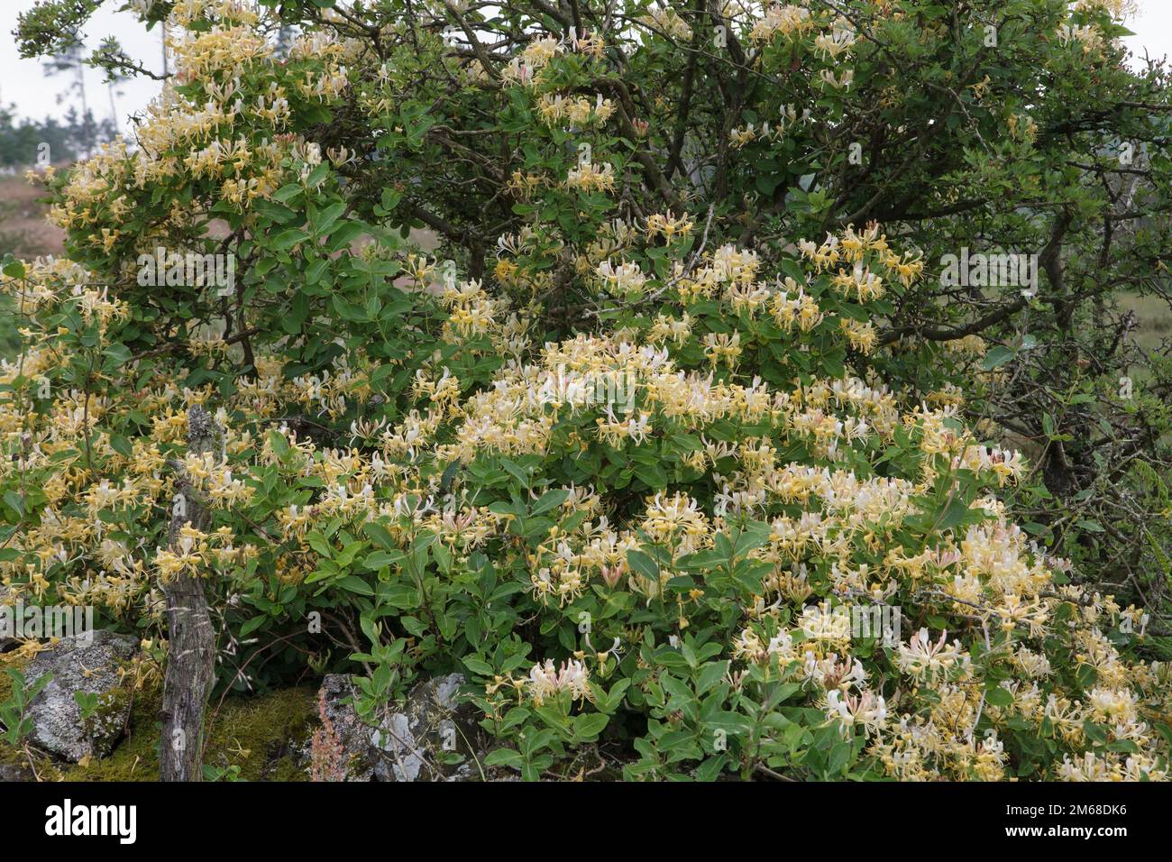 Wilde Geißblatt-Blumen bedecken eine Hecke im Lake District Stockfoto