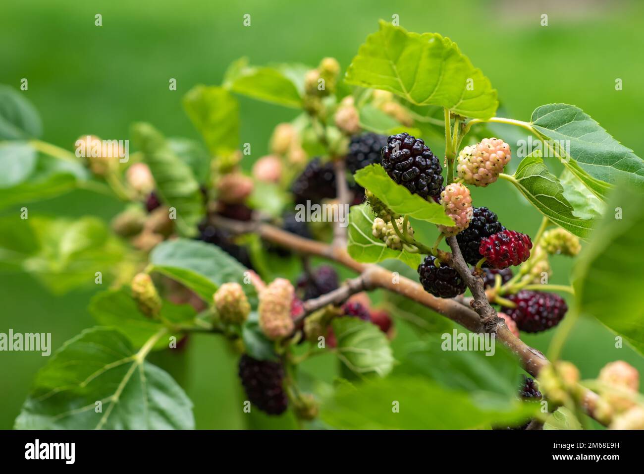 Maulbeerbeeren auf den Zweigen. Die Beeren des Maulbeerbaums. Die Beeren sehen aus wie beängstigende Raupen. Sommerernte. Geschenke der Natur Stockfoto