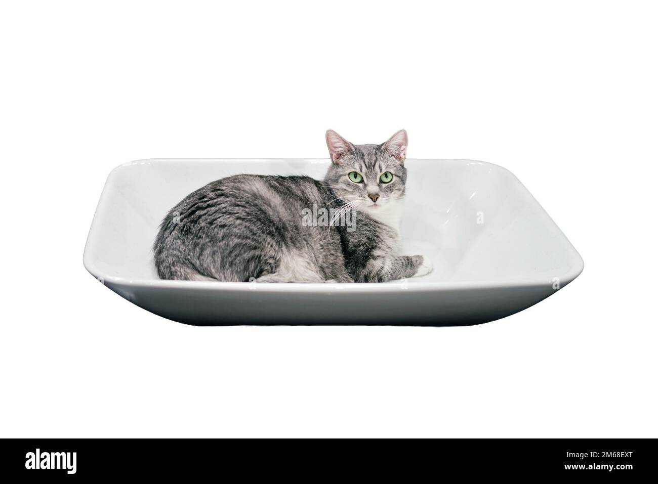 Eine graue Katze liegt in einem weißen Waschbecken, das darauf wartet gewaschen zu werden, ein Konzept der Sauberkeit, wenn man vom Coronavirus isoliert ist, isoliert auf weißem Hintergrund Stockfoto