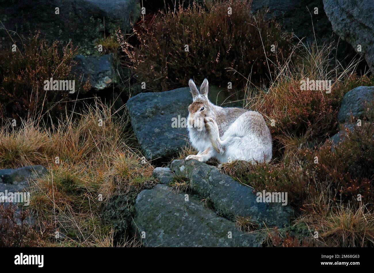 Berghasen säubern und pflegen ihren Wintermantel. Stockfoto