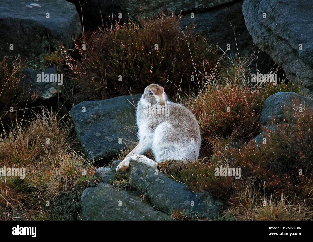 Berghasen säubern und pflegen ihren Wintermantel. Stockfoto
