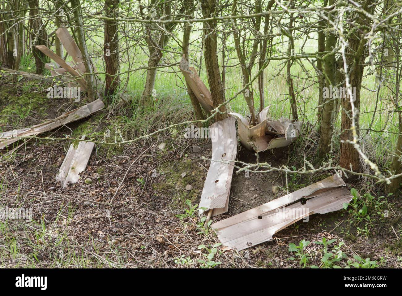 Plastikbäume schützen eine Hecke, nachdem sie zum Schutz des als Hecke gepflanzten Weißdorns verwendet wurden Stockfoto