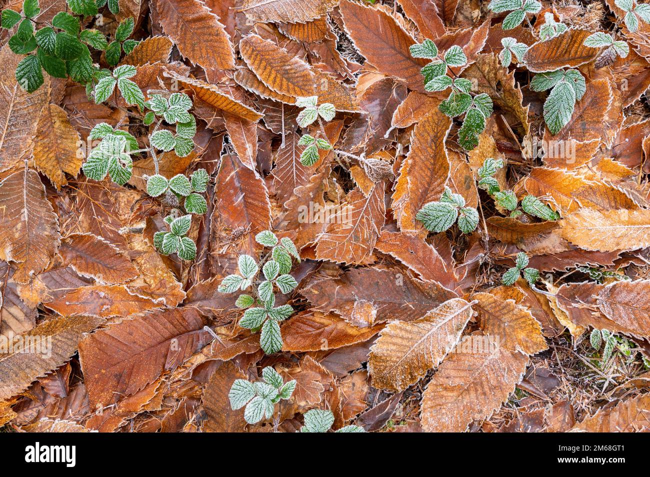 Frostige braune Buchenblätter auf einem Waldboden. Fagus sylvatica Stockfoto