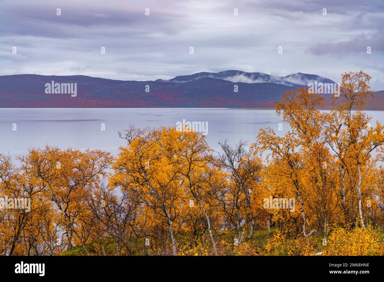 Herbstsaison im Kreis Kiruna mit See Torneträsk, Kiruna, schwedisches Lappland, Schweden Stockfoto