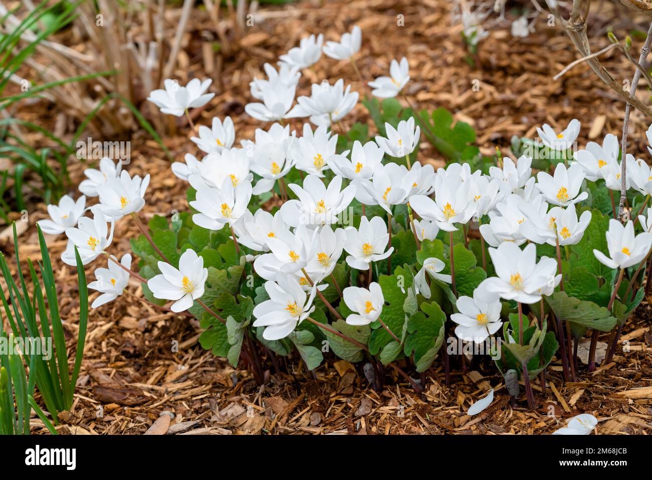 Sanguinaria canadensis, bekannt als bloodroot, ist eine mehrjährige, krautige Pflanze im Garten gewachsen, aber eine Pflanze, die ursprünglich aus Osteuropa N Stockfoto