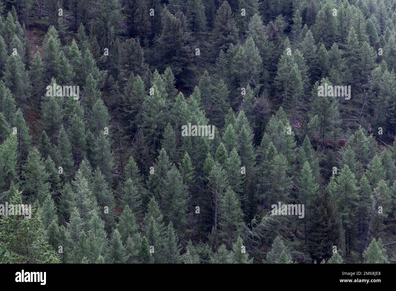 Hintergrund des dichten grünen Waldes mit stehenden und gefallenen Kiefern am Berghang, Blick von oben. Aosta-Tal, Italien Stockfoto