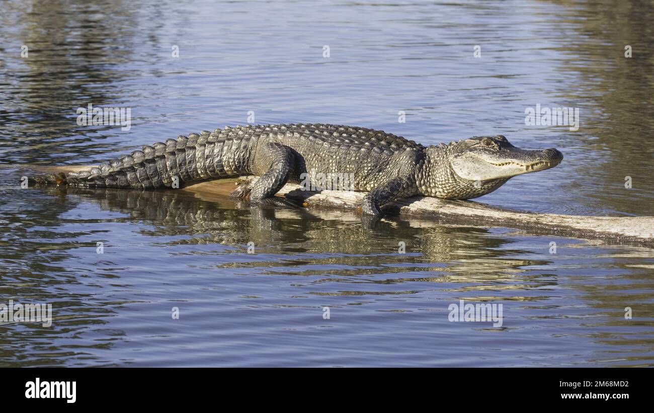 Der große Alligator in voller Länge sonnt sich auf einem gefallenen Baumstamm im Sumpfbayou von Louisiana mit dem Hintergrund des blauen, stillen Wassers, das zur goldenen Stunde aufgenommen wurde Stockfoto