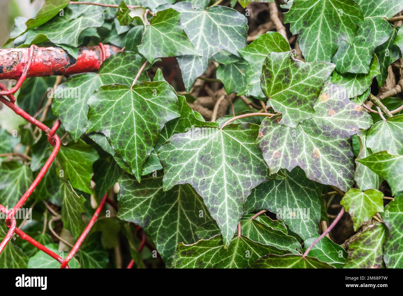 Europischer efeu -Fotos und -Bildmaterial in hoher Auflsung  Alamy
