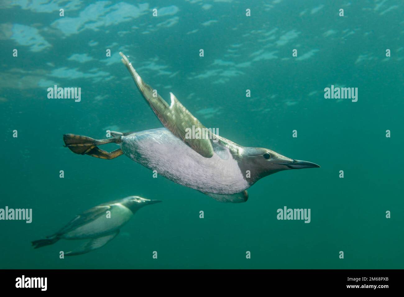 Guillemots tauchen unter Wasser. Vor der Küste von den Meeresklippen in St. Abbs, Schottland. Sie besuchen uns zu Beginn des Frühlings, um sich zu vermehren. 1 Farbe Stockfoto