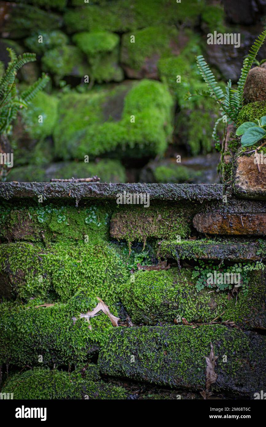 Grünes Moos auf Ziegelsteinen Stockfoto