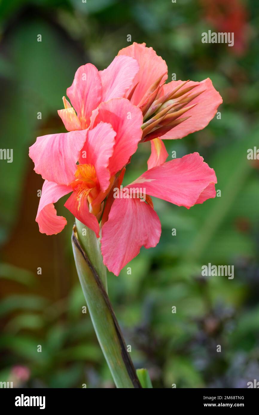 Canna City in Portland, Canna City in Portland, Indianer-Stadt Portland, Canna Orchidee, korallenrosa Blumen Stockfoto