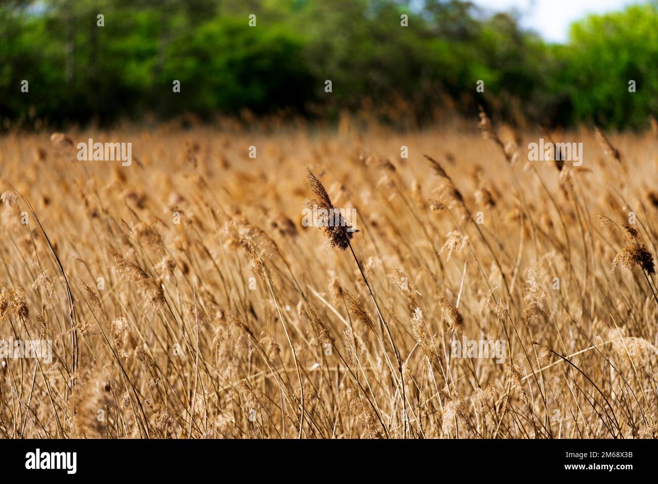 Ein selektiver Fokusschuss von getrocknetem Sedgras auf einem Feld Stockfoto