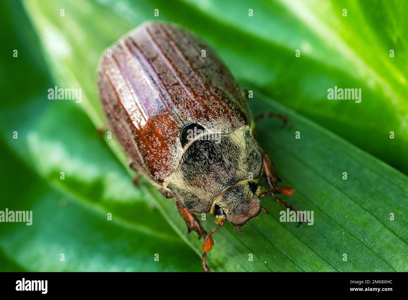 Gewöhnlicher Kakerlaken, Melolontha Melolontha Käfer, ruht sich auf Kräutern aus. Naturlandschaft in Europa Stockfoto