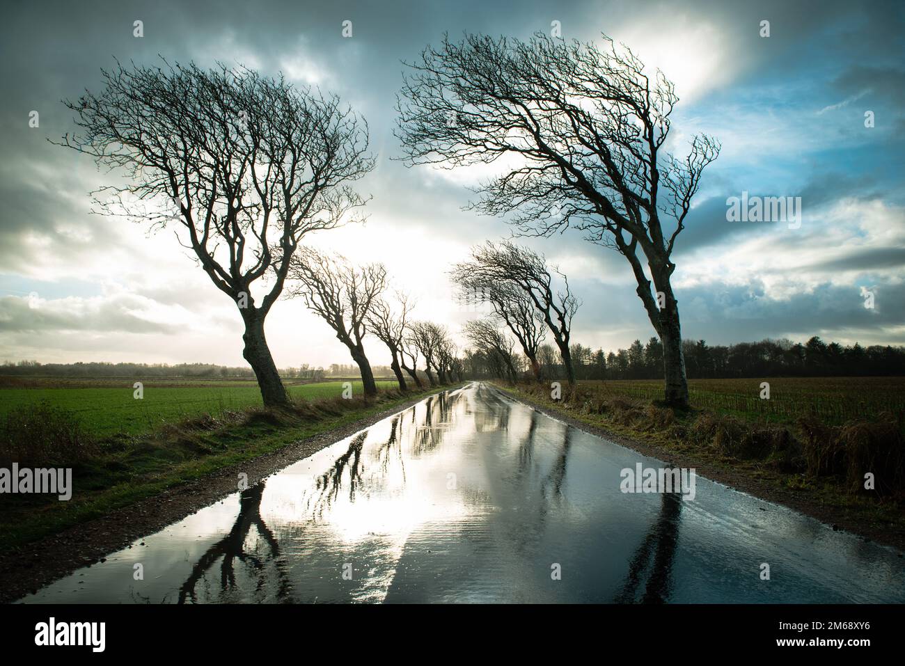 Straße mit Bäumen bei stürmischem Wetter mit Regen und Wind, leere Straße in Romo, Dänemark im Winter, dunkle dramatische Wolken Stockfoto