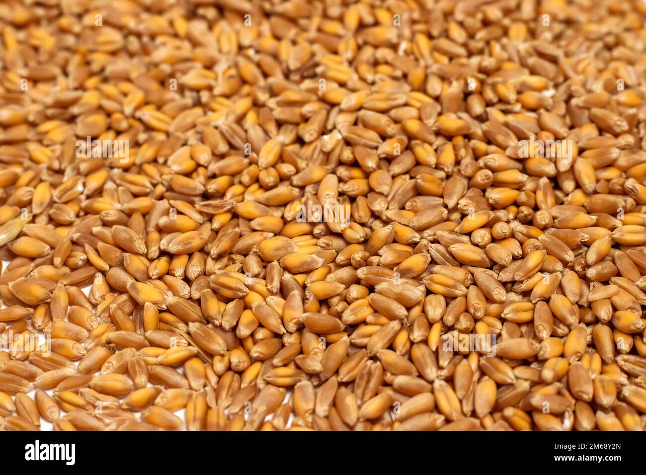 Hintergrund von hartroten Winterweizenkörnern. Stockfoto