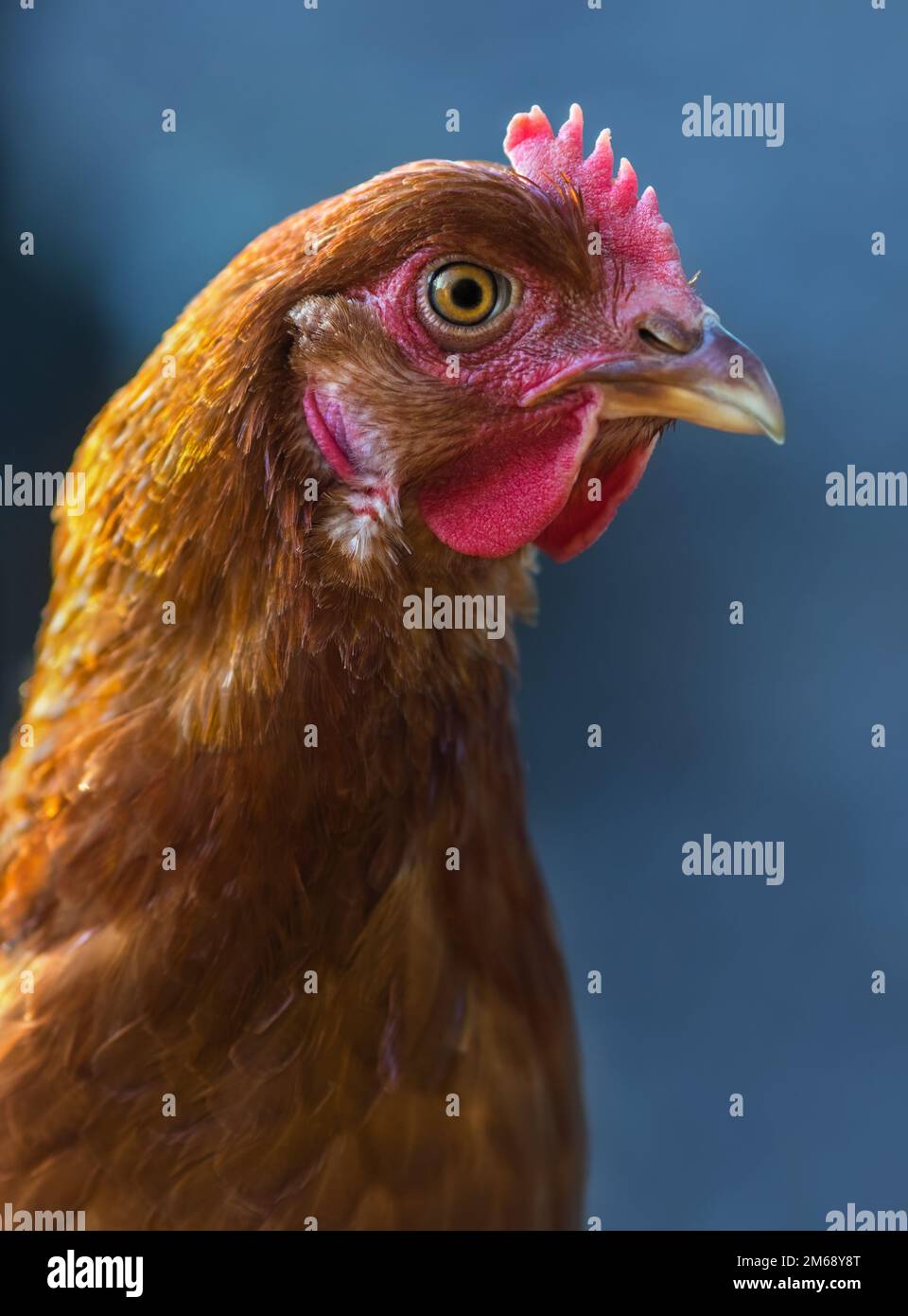 Porträt der braunen Henne auf blauem Hintergrund Stockfoto