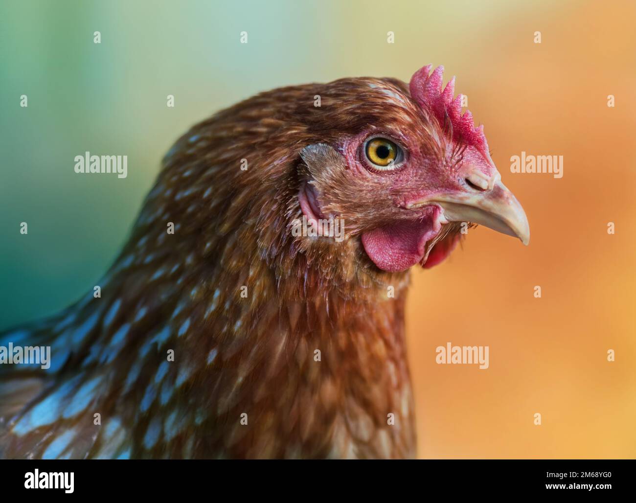 Rotes Huhn im Profil auf mehrfarbigem Hintergrund Stockfoto