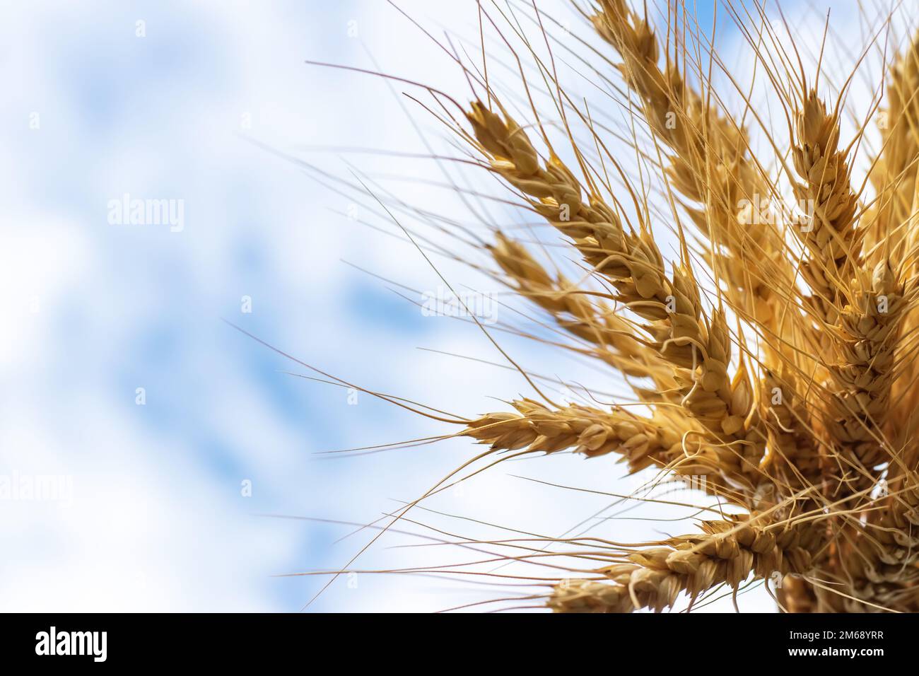 Goldenes Getreide wächst auf dem Feld über dem blauen Himmel. Getreideernte. Stacheln Weizen, June. Wichtige Futtergetreide, Stockfoto