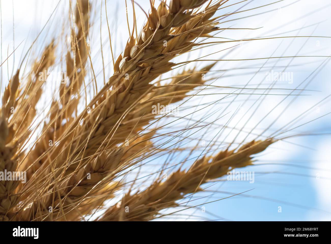 Goldenes Getreide wächst auf dem Feld über dem blauen Himmel. Getreideernte. Stacheln Weizen, June. Wichtige Futtergetreide, Stockfoto