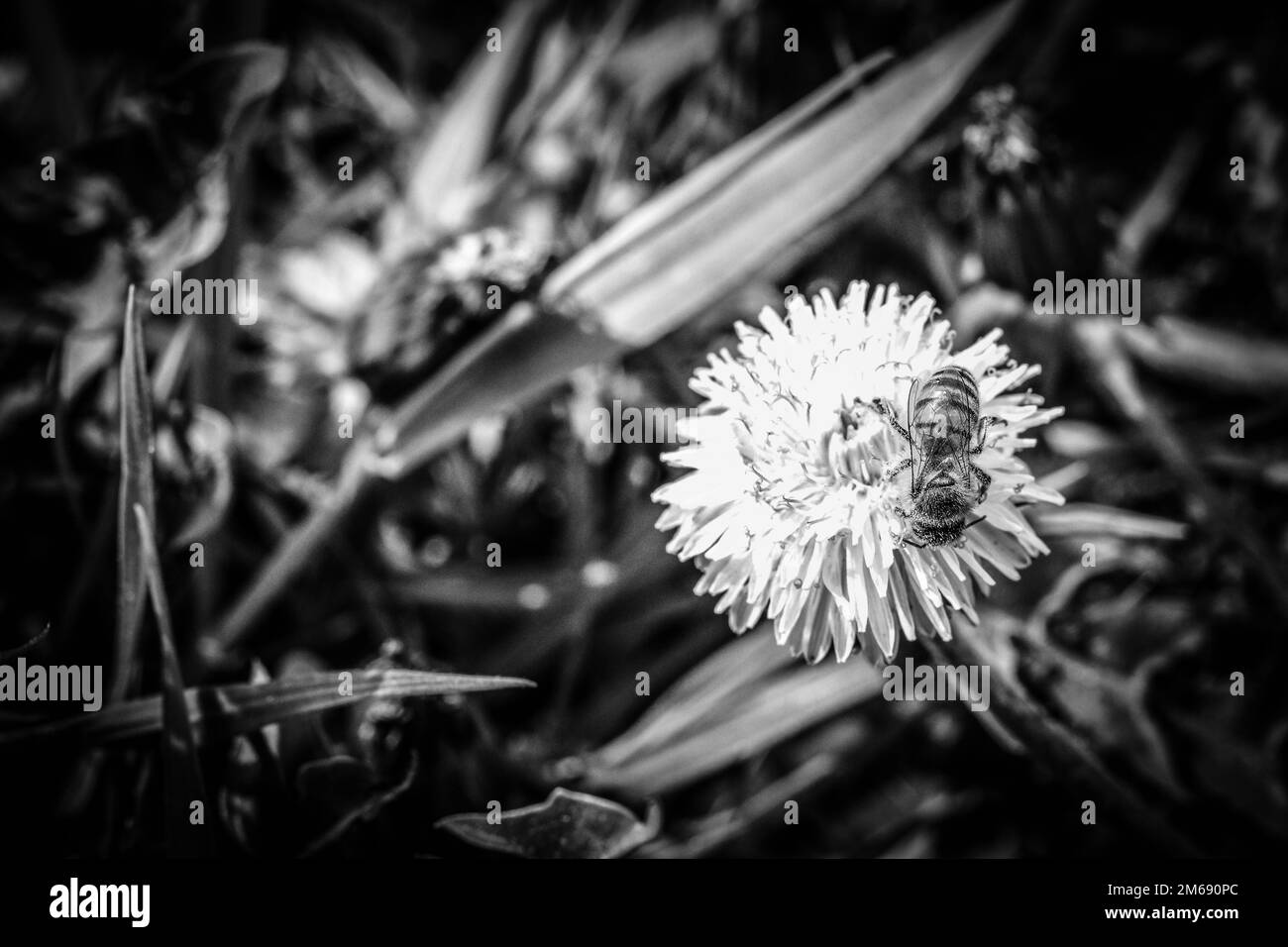 Bienensammel Nektar und Pollen auf Blume des Löwenzahns - schwarz-weiß Bild Stockfoto