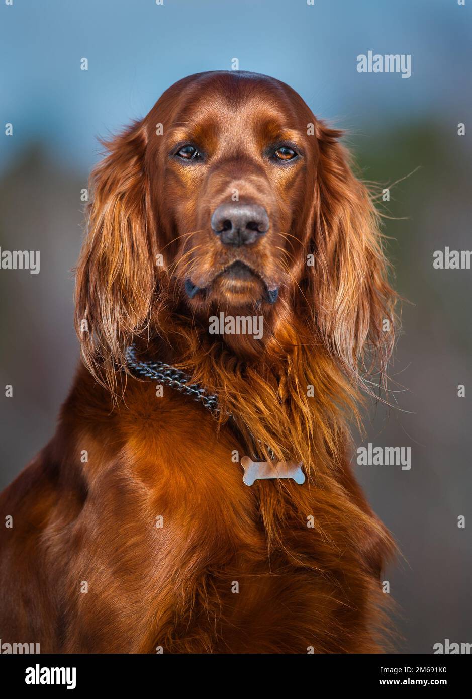 Porträt des Hundes. Irischer Roter Setter Stockfoto