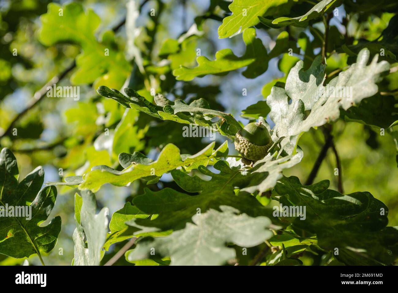 Eine grüne Eichenfrucht im Stamm einer Eiche, beleuchtet von der Nachmittagssonne. Stockfoto