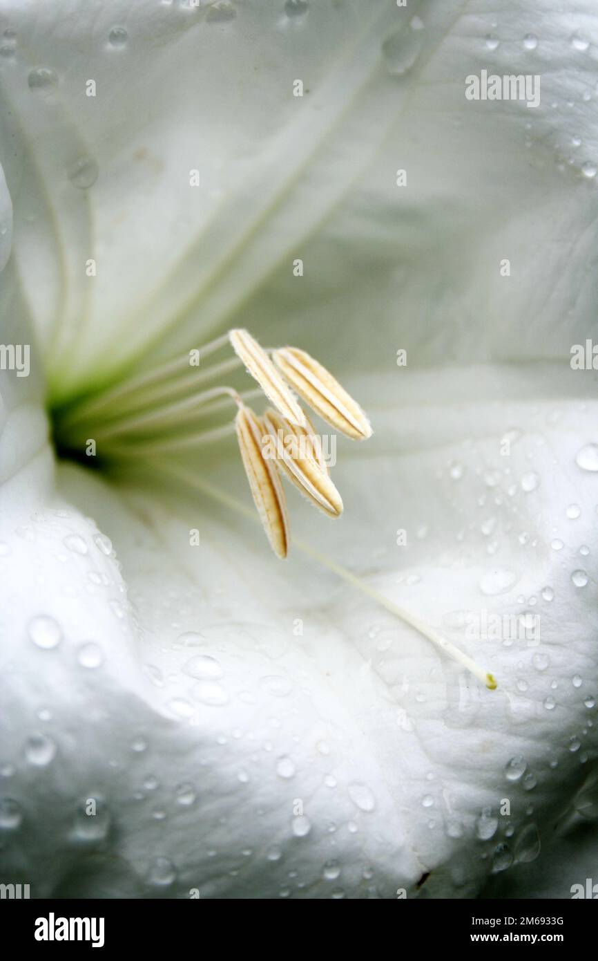 Weiße madonna Lily 2. Makroansicht. Stockfoto