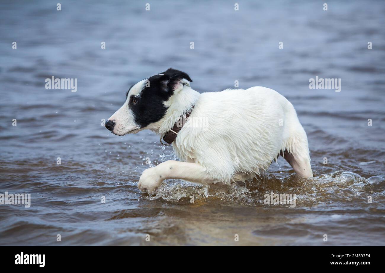 Der Welpe des Wachhunds hat Angst vor Wasser. Hunde baden zum ersten Mal. Stockfoto