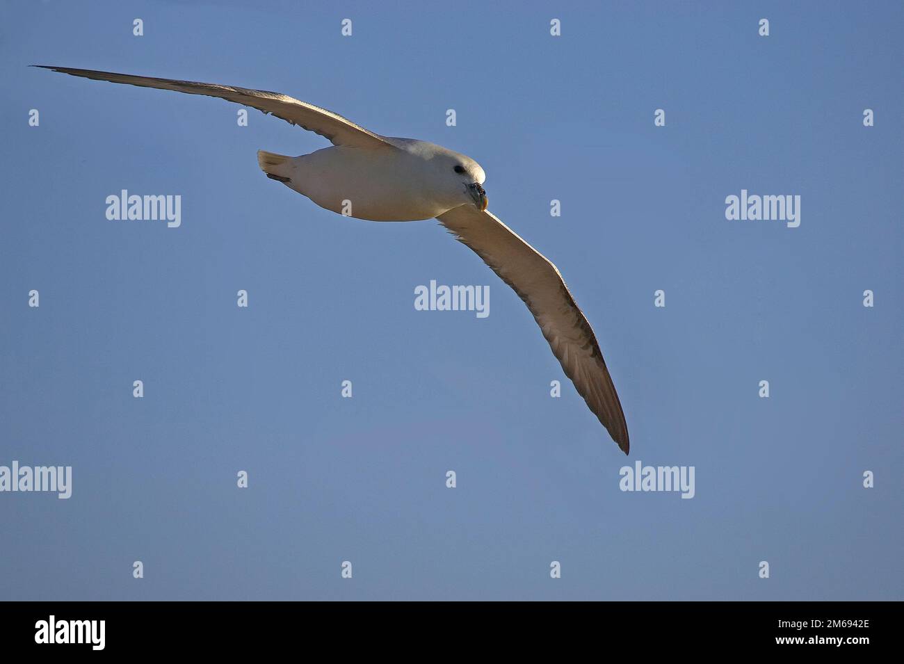 Eggstorm Petrel Stockfoto